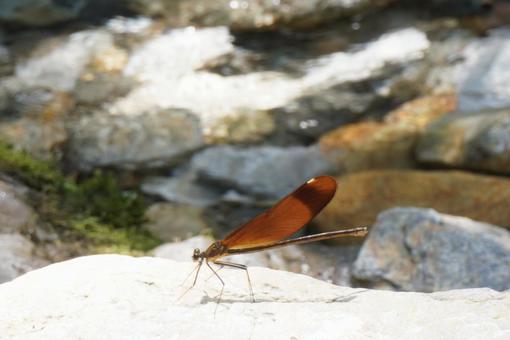ミヤマカワトンボと渓谷風景の写真