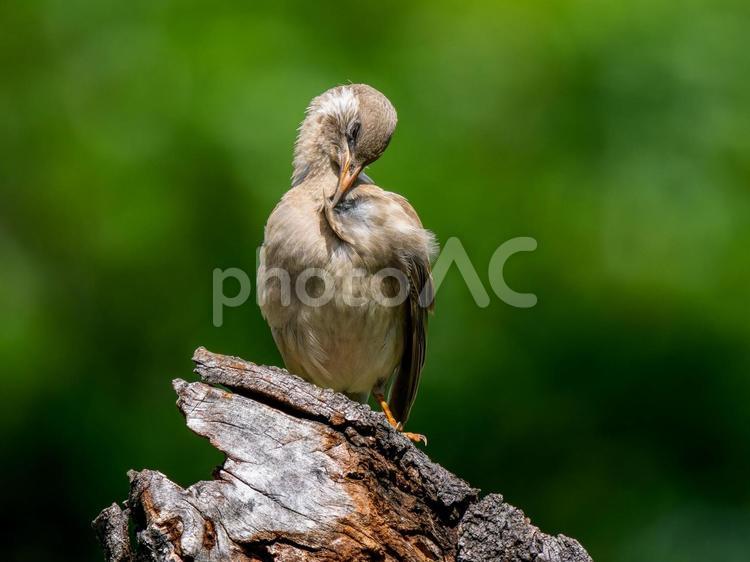 木にとまるムクドリ ムクドリ,椋鳥,野鳥の写真素材