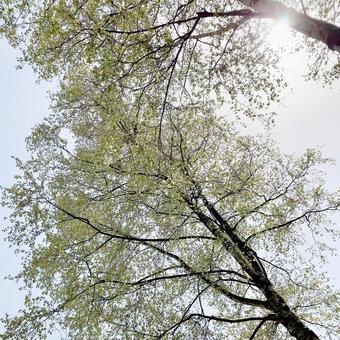 Photo, স্বাভাবিকভাবে, সূর্য, কাঠ, 