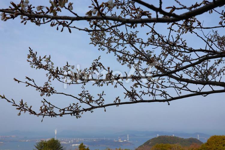 ４月上旬の五色台の桜の花と瀬戸大橋 背景,桜,花の写真素材