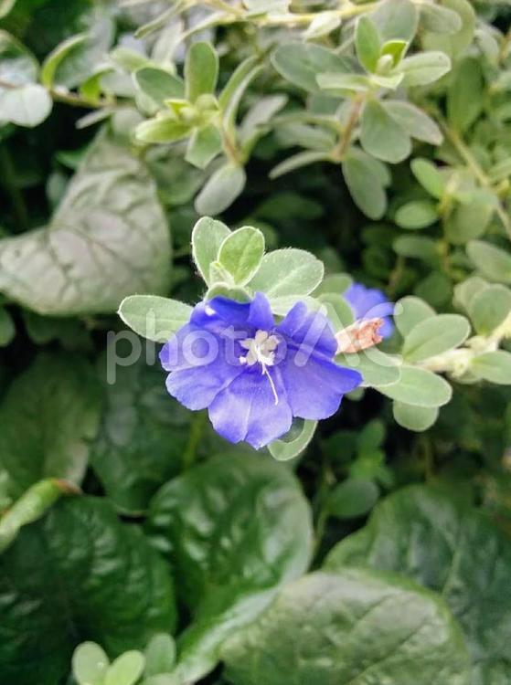 花　アメリカンブルー　エボルブルス　溢れる想い　清潔　清涼感 アメリカンブルー,エボルブルス,青い花の写真素材