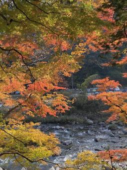 紅葉と渓流 秋,もみじ,グラデーションの写真素材
