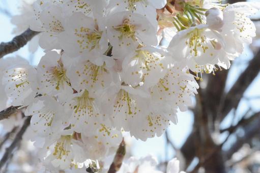 さくらんぼの花 植物,桜,青空の写真素材