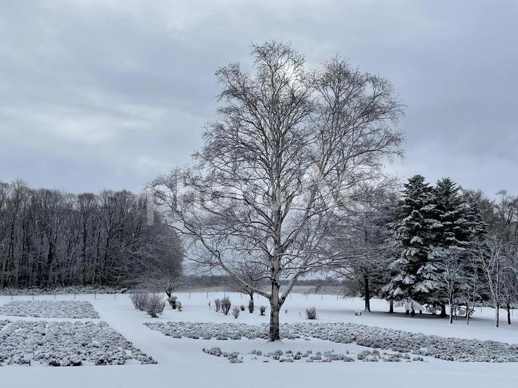 雪のさっぽろ羊ヶ丘 さっぽろ羊ヶ丘展望台,冷たいです,天気の写真素材