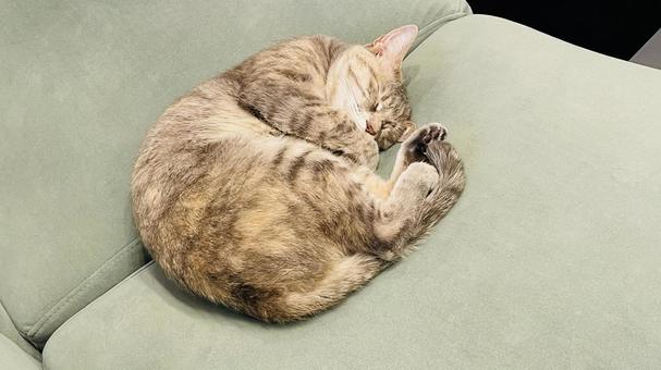 猫昼寝中 猫昼寝中の写真