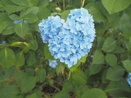 ハートの紫陽花 ハートの紫陽花 ハートアジサイ,紫陽花,あじさいの写真素材
