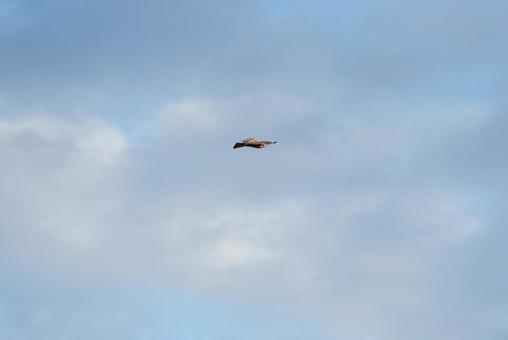 大空を優雅に舞うトビの幼鳥 大空を優雅に舞うトビの幼鳥 トビ,幼鳥,若鳥の写真素材