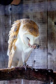 メンフクロウ 井の頭動物園 メンフクロウ 井の頭動物園 メンフクロウ,フクロウ,鳥の写真素材
