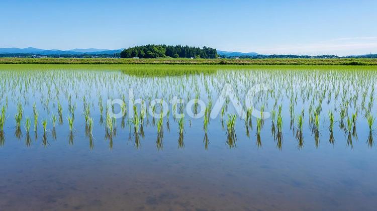 青い空と山々を映す、水が張られた田んぼ 田んぼ,田植え,稲の写真素材