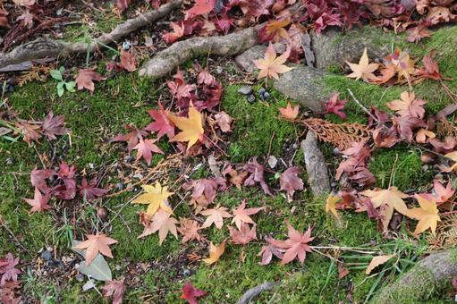 紅葉 紅葉の写真