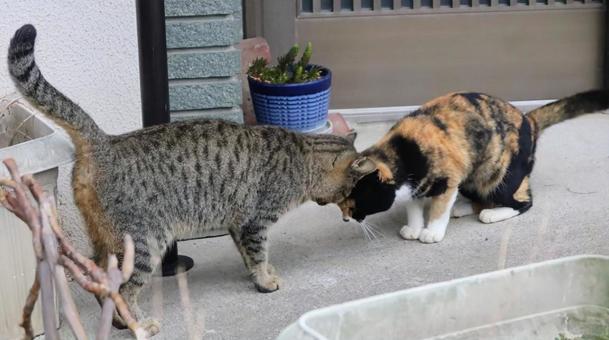 挨拶しているの写真