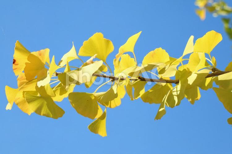 黄色いいちょうと青空 紅葉,いちょう,秋の写真素材