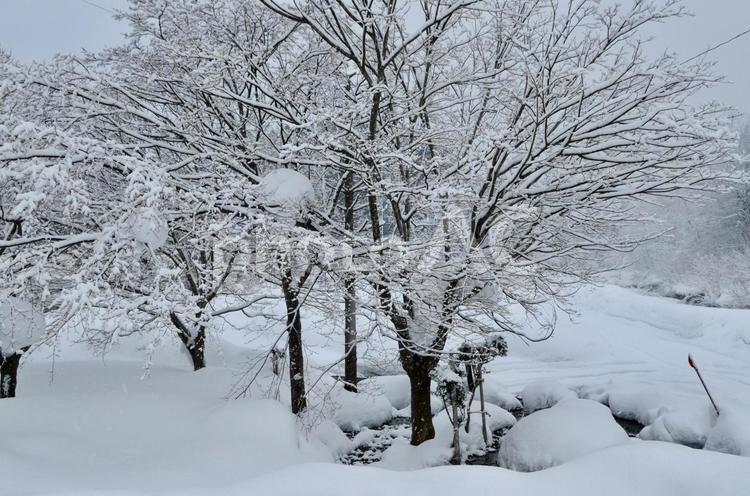 誰もいない極寒の地 雪,誰もいない,孤独の写真素材