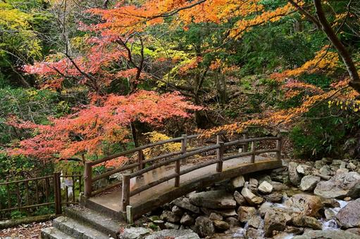 沢の紅葉 沢の紅葉の写真