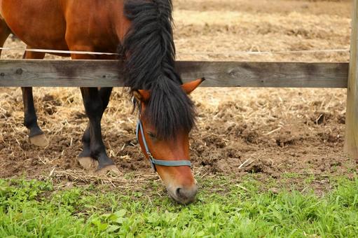 木曾馬5 木曾馬5の写真