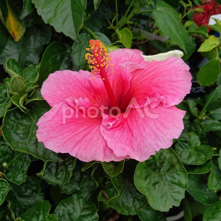 南国の花　ハイビスカス ハイビスカス,花,植物の写真素材