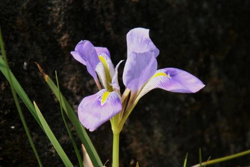 アヤメ・菖蒲 アヤメ・菖蒲の写真