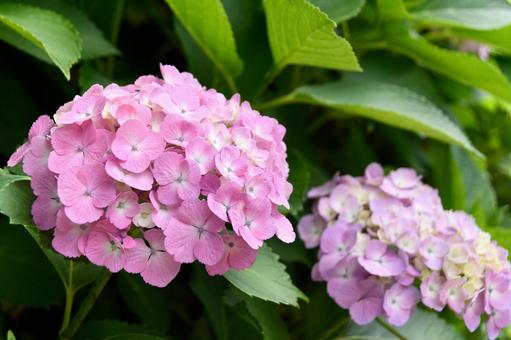 紫陽花 紫陽花の写真