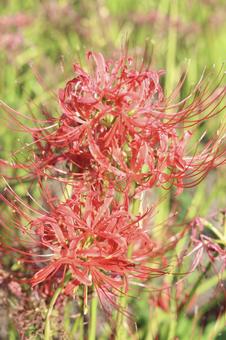 Autumn flowers, JPG
