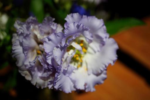 紫の花 コントラスト 紫の花 コントラストの写真