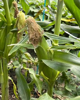 トウモロコシ トウモロコシ トウモロコシ,野菜,栽培の写真素材