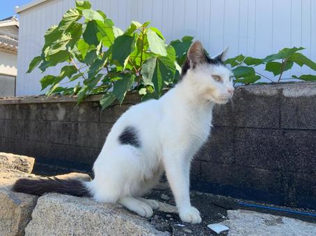 凛々しいネコ 凛々しいネコ ネコ,動物,生き物の写真素材