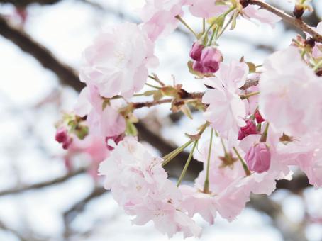 桜の花 桜の花の写真