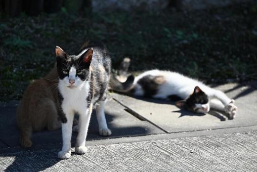 日向ぼっこ 日向ぼっこの写真
