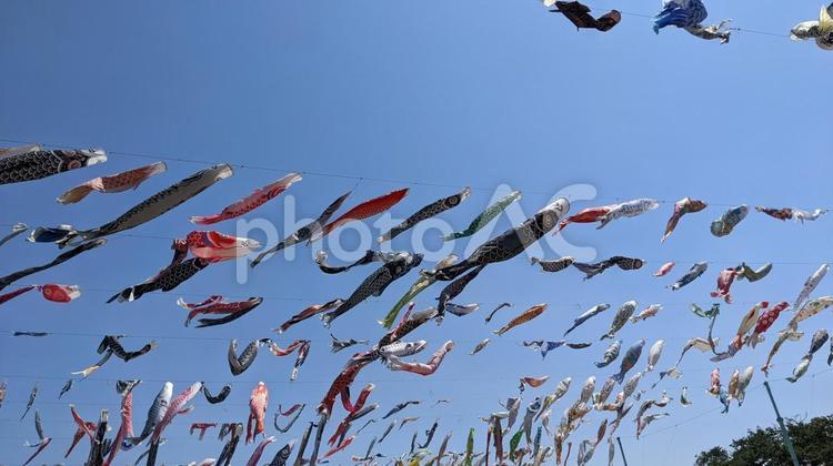 鯉のぼりが泳ぐ風景 鯉のぼり,5月,五月晴れの写真素材