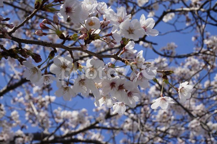 すみきった青空と桜 桜,春,青空の写真素材