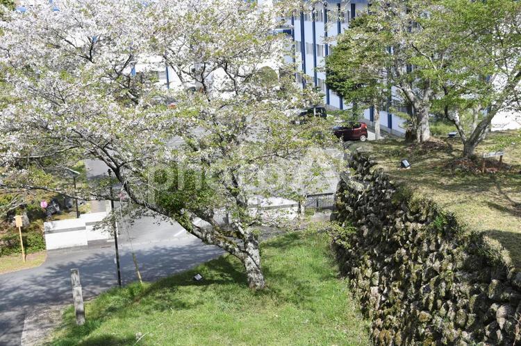 田丸城跡と桜 田丸城跡,城,玉城町の写真素材