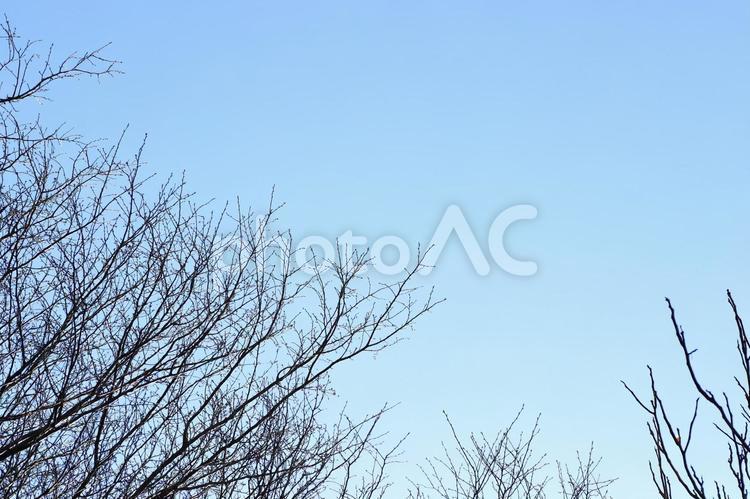 木の枝１ 枯れ木,冬,空の写真素材