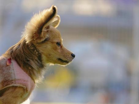 子犬のポートレート 犬,雑種,小型犬の写真素材