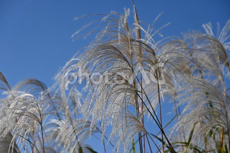 すすき：秋のイメージ背景素材 すすき,秋,穂の写真素材