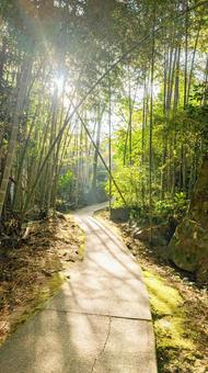 竹林と木漏れ日 竹林と木漏れ日の写真