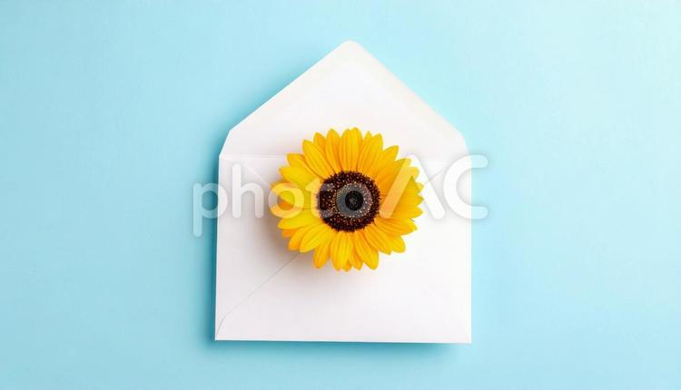 暑中見舞い　白い封筒に小さなヒマワリの花 ボタニカル,手紙,暑中見舞いの写真素材