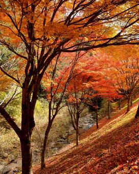 紅葉　長野県　もみじ湖 紅葉,長野県,箕輪町の写真素材