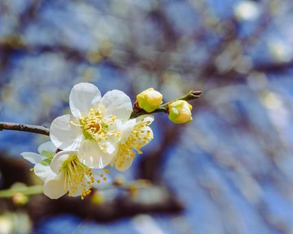 本庄運動公園 梅の花3ー40 本庄運動公園 梅の花3ー40の写真