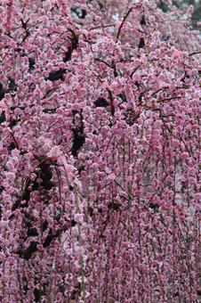 ウメの花 ウメの花の写真