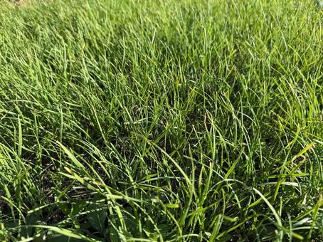 秋の土手のニラの写真