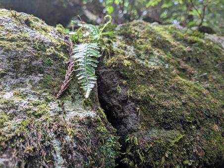 岩と苔 岩と苔の写真