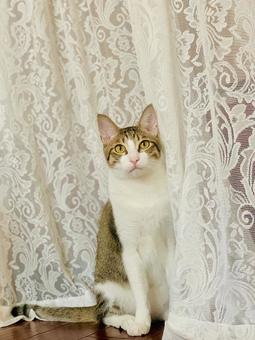 レースカーテンとかわいいトラ猫 レースカーテンとかわいいトラ猫 猫,ネコ,ペットの写真素材
