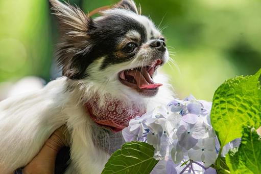 愛らしい表情のチワワ ちわわ,チワワ,犬の写真素材