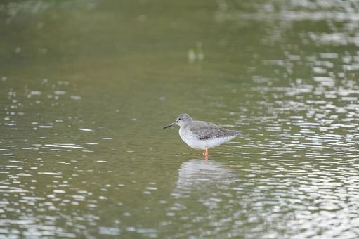 アカアシシギ アカアシシギの写真