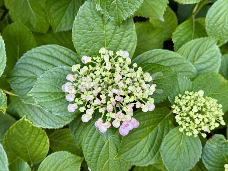 タマアジサイ タマアジサイ,自然,浮気の写真素材