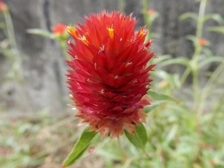 Photo, thousands of red, sennichiko, red, 