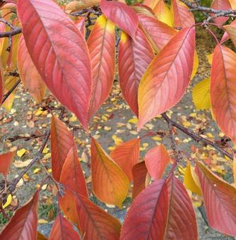 紅葉した赤い葉 紅葉,葉,赤いの写真素材