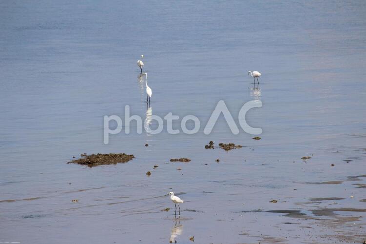 海と白鷺3 海,伊万里,海水の写真素材