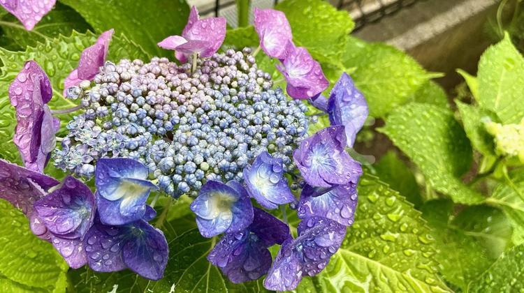 雨の日の紫陽花 紫陽花,アジサイ,グラデーションの写真素材