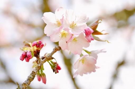 淡いピンクの桜 苔清水 淡いピンクの桜 苔清水の写真